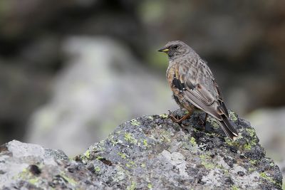 _MG_7070.jpg