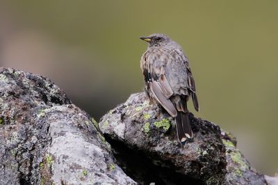 _MG_7136.jpg