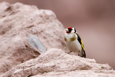 _MG_7664.jpg