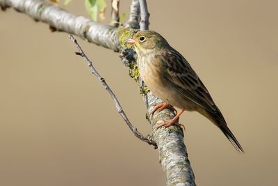 _MG_7761.jpg