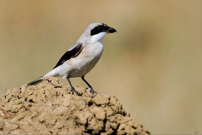 _MG_7472.jpg