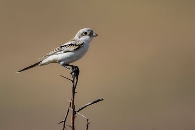 _MG_8108.jpg