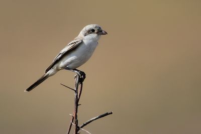 _MG_8115.jpg