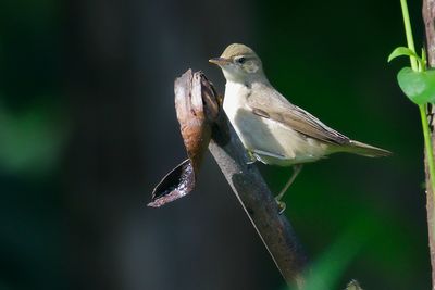 _MG_9074.jpg