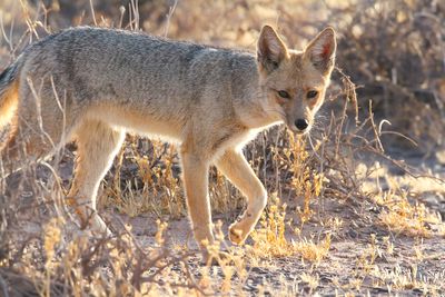 SOUTH-AMERICAN GREY FOX - Lycalopex griseus - PATAGONISCHE VOS - RENARD GRIS D'ARGENTINE