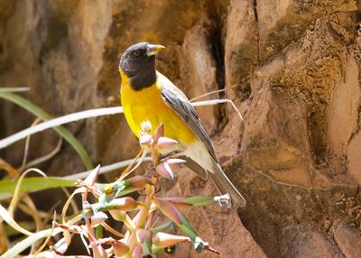GREY-HOODED SIERRA-FINCH - Phrygilus gayi - GRIJSKAPSIERRAGORS - PHRYGILE A TÊTE GRISE