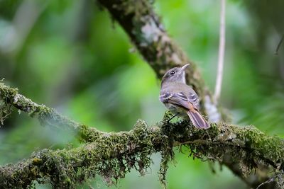 EULER'S FLYCATCHER - Lathrotriccus euleri - EULERS TIRAN - MOUCHEROLLE D'EULER