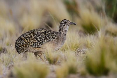 ORNATE TINAMOU - Nothoprocta ornata -.jpg