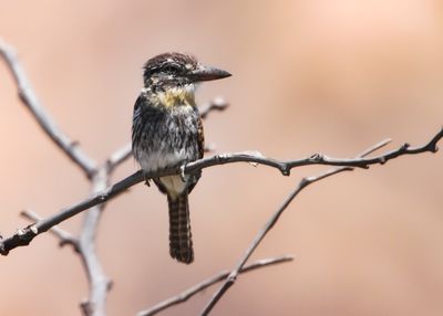 SPOT-BACKED PUFFBIRD - Nystalus maculatus - VLEKRUGBAARDKOEKOEK- TAMATIA TAMAJAC