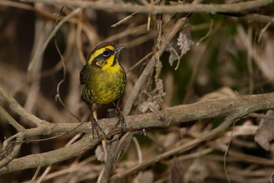 YELLOW-STRIPED BRUSHFINCH - Atlapetes citrinellus - ZWARTBAARDSTRUIKGORS - TOHI CITRIN - 