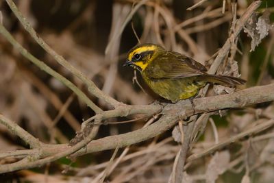 YELLOW-STRIPED BRUSHFINCH - Atlapetes citrinellus - ZWARTBAARDSTRUIKGORS - TOHI CITRIN - 