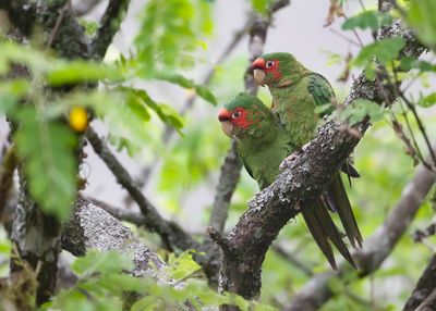 MITRED PARAKEET - Psittacara mitratus - ROODMASKERARATINGA - CONURE MITREE