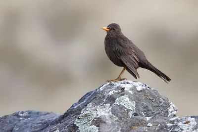 CHIGUANCO THRUSH - Turdus chiguanco - CHIGUANCO LIJSTER - MERLE CHIGUANCO