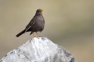 CHIGUANCO THRUSH - Turdus chiguanco - CHIGUANCO LIJSTER - MERLE CHIGUANCO