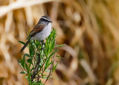 WHITE-BROWED CHAT-TYRANT - Ochthoeca leucophrys - WITBRAUWTAPUITTIRAN - PITAJO A SOURCILS BLANCS 