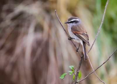 WHITE-BROWED CHAT-TYRANT - Ochthoeca leucophrys -'.jpg