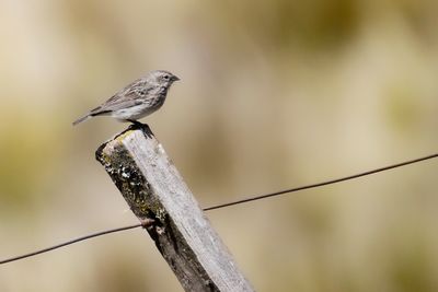 ASH-BREASTED SIERRA-FINCH - Geospizopsis plebejus - GRIJSBORSTSIERRAGORS -  HASPOLSPIZE PLEBEIEN