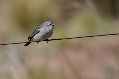 ASH-BREASTED SIERRA-FINCH - Geospizopsis plebejus - GRIJSBORSTSIERRAGORS - HASPLSPIZE PLEBEIEN