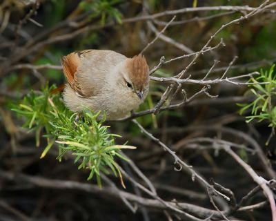 BROWN-CAPPED TIT-SPINETAIL - Leptasthenura fuliginiceps - BRUINKAPMEESSTEKELSTAART - SYNALLAXE A TÊTE BRUNE