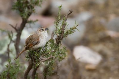 STREAK-FRONTED THORNBIRD - Phacellodomus striaticeps SCHUBKOPSTEKELKRUIN -  SYNALLAXE A FRONT RAYE