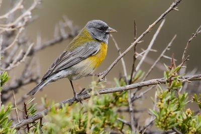 GREY-HOODED SIERRA-FINCH - Phrygilus gayi - GRIJSKAPSIERRAGORS - PHRYGILE A TÊTE GRISE