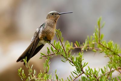 GIANT HUMMINGBIRD - Patagona gigas - REUZENKOLIBRIE - COLIBRI GEANT