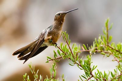 GIANT HUMMINGBIRD - Patagona gigas - REUZENKOLIBRIE - COLIBRI GEANT