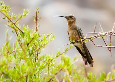 GIANT HUMMINGBIRD - Patagona gigas - REUZENKOLIBRIE - COLIBRI GEANT