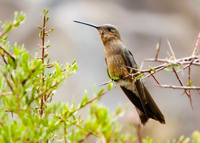 GIANT HUMMINGBIRD - Patagona gigas - REUZENKOLIBRIE - COLIBRI GEANT