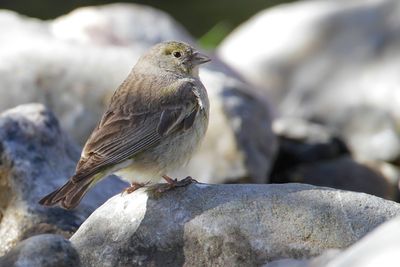 BRIGHT-RUMPED YELLOW FINCH - Sicalis uropygialis - GRIJSRUGSAFFRAANGORS - SICALE A CROUPION JAUNE