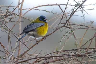 GREY-HOODED SIERRA-FINCH - Phrygilus gayi - GRIJSKAPSIERRAGORS - PHRYGILE A TÊTE GRISE