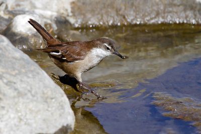 WHITE-WINGED CINCLODES - Cinclodes atacamensis - WITVLEUGELWIPSTAART - CINCLODE A AILES BLANCHES -