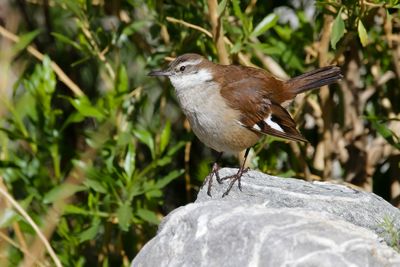 WHITE-WINGED CINCLODES - Cinclodes atacamensis - WITVLEUGELWIPSTAART - CINCLODE A AILES BLANCHES -