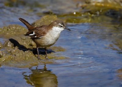 WHITE-WINGED CINCLODES - Cinclodes atacamensis - WITVLEUGELWIPSTAART - CINCLODE A AILES BLANCHES -