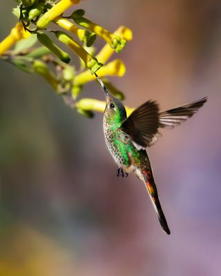 ED-TAILED COMET - Sappho sparganurus - SAPPHOKOMEETKOLIBRIE - COLIBRI SAPHO