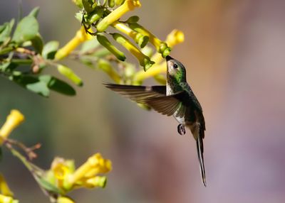 ED-TAILED COMET - Sappho sparganurus - SAPPHOKOMEETKOLIBRIE - COLIBRI SAPHO