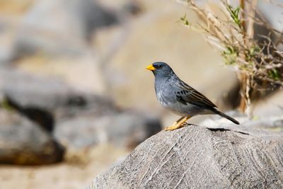 BAND-TAILED SIERRA-FINCH - Rhopospina alaudina - BANDSTAARTSIERRAGORS - INCASPIZE À QEUEU BARRÉE