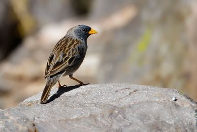 BAND-TAILED SIERRA-FINCH - Rhopospina alaudina - BANDSTAARTSIERRAGORS - INCASPIZE À QEUEU BARRÉE