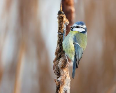 PIMPELMEES - Cyanistes caeruleus - MÉSANGE BLEUE