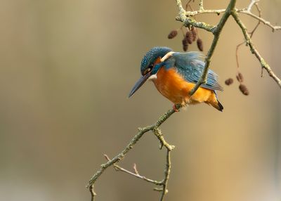 IJSVOGEL - Alcedo atthis - MARTIN-PÊCHEUR D'EUROPE