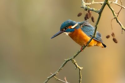 IJSVOGEL - Alcedo atthis - MARTIN-PÊCHEUR D'EUROPE