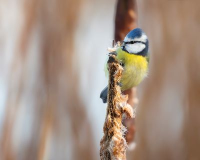 PIMPELMEES - Cyanistes caeruleus - MÉSANGE BLEUE
