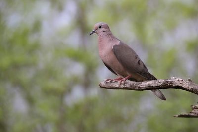 EARED DOVE - Zenaida auriculata -GEOORDE TREURDUIF - TOURTERELLE OREILLARDE
