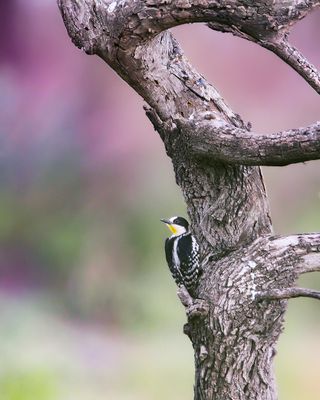 WHITE-FRONTED WOODPECKER - Melanerpes cactorum - CACTUSSPECHT - PIC DE CACTUS