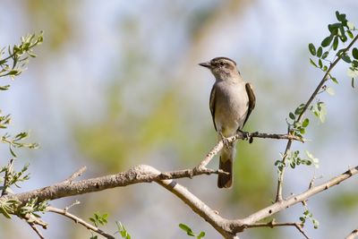 CROWNED SLATY FLYCATCEHR - Empidonomus aurantioatrocristatus - URUGAY TIRAN -  TYRAN ORIFLAMME