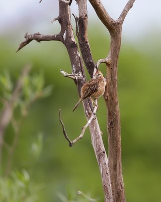 LARK-LIKE BRUSHRUNNER - Coryphistera alaudina - LEEUWERIKSTRUIKLOPER - ANNUMBI ALOUETTE