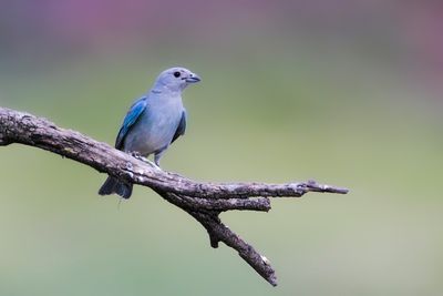 SAYACA TANAGER - Thraupis sayaca - SAYACA TANGARE - TANGARA SAYACA