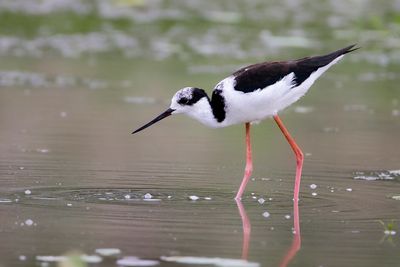 BLACK-NECKED STILT - Himantopus mexicanus -. AMERIKAANSE STELTKLUUT - ECHASSE D'AMÉRIQUE