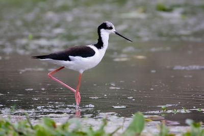 BLACK-NECKED STILT - Himantopus mexicanus -. AMERIKAANSE STELTKLUUT - ECHASSE D'AMÉRIQUE