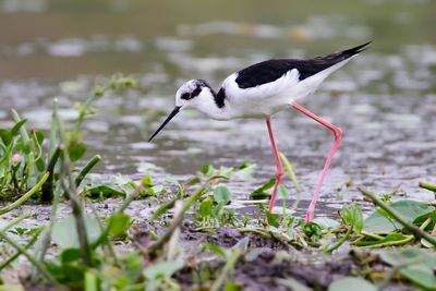 BLACK-NECKED STILT - Himantopus mexicanus -. AMERIKAANSE STELTKLUUT - ECHASSE D'AMÉRIQUE